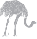 Ostrich Clipart