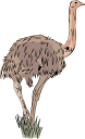 Ostrich Clipart