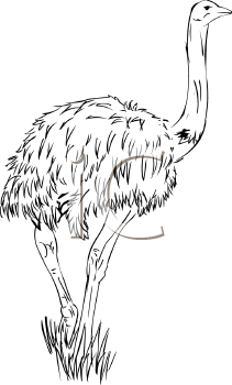 Ostrich Clipart