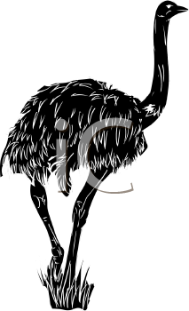 Ostrich Clipart