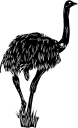 Ostrich Clipart