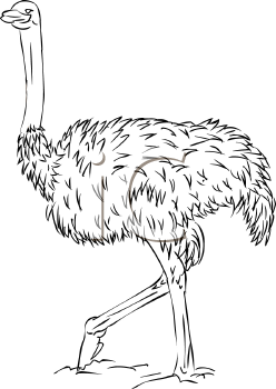 Ostrich Clipart