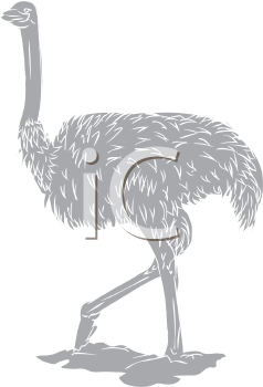 Ostrich Clipart