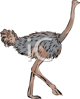 Ostrich Clipart