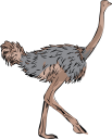 Ostrich Clipart