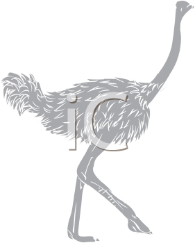 Ostrich Clipart