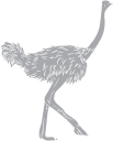 Ostrich Clipart