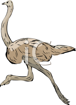 Ostrich Clipart