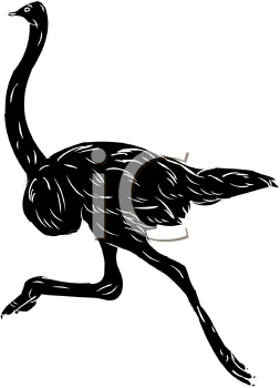 Ostrich Clipart