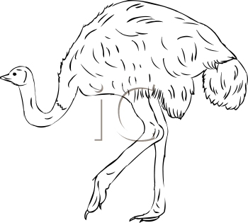 Ostrich Clipart