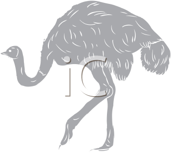 Ostrich Clipart