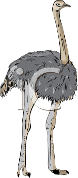 Ostrich Clipart