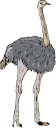 Ostrich Clipart