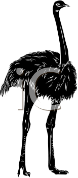 Ostrich Clipart