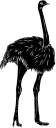 Ostrich Clipart