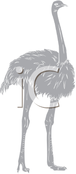 Ostrich Clipart