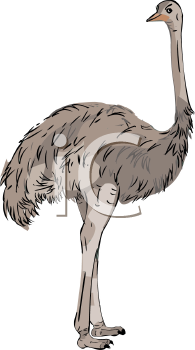 Ostrich Clipart