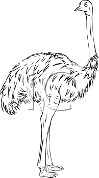 Ostrich Clipart