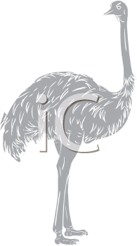 Ostrich Clipart