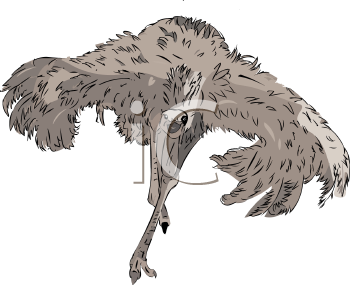 Ostrich Clipart