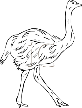 Ostrich Clipart