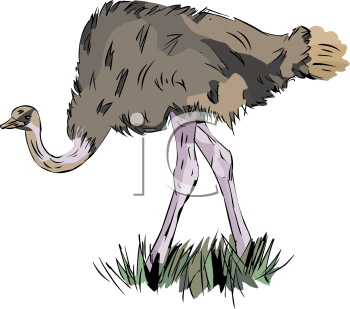 Ostrich Clipart