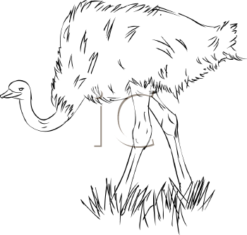 Ostrich Clipart