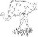 Ostrich Clipart