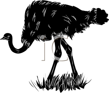 Ostrich Clipart