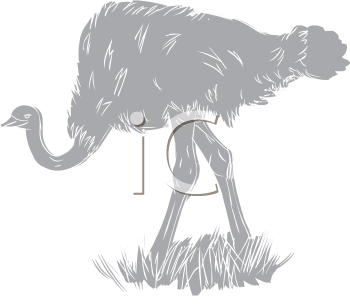 Ostrich Clipart