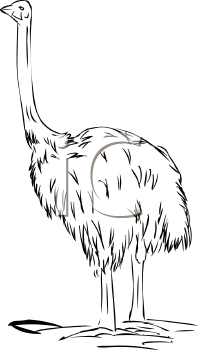 Ostrich Clipart