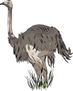 Ostrich Clipart