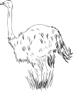 Ostrich Clipart