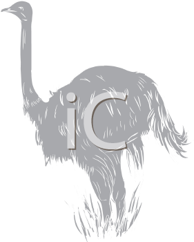 Ostrich Clipart