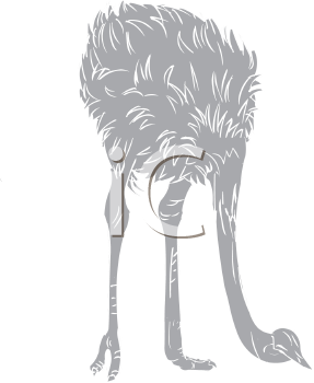 Ostrich Clipart