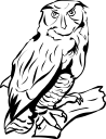 Owl Clipart