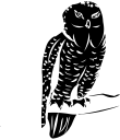 Owl Clipart