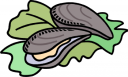 Mollusk Clipart