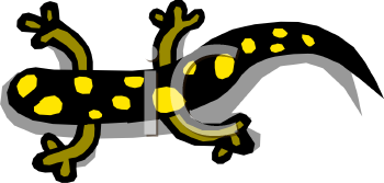 Gecko Clipart