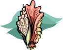 Mollusk Clipart