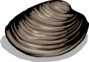 Mollusk Clipart