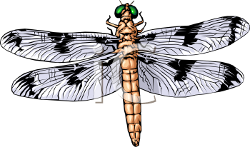 Free+dragonfly+clipart+images