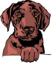 Pet Clipart