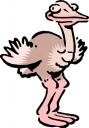 Ostrich Clipart