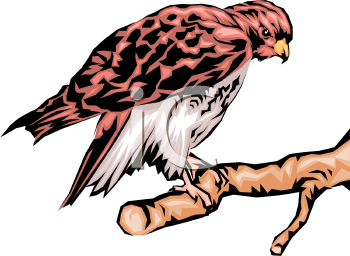 Falcon Clipart