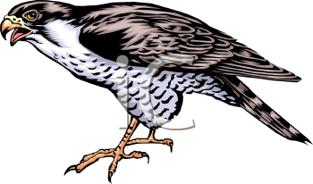 Falcon Clipart