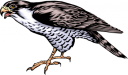 Falcon Clipart