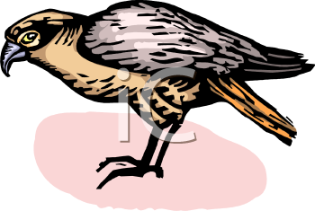 Falcon Clipart