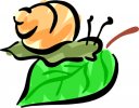 Mollusk Clipart