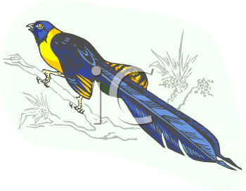 Bird Clipart